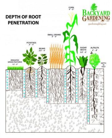 roots2-550x677